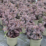 Rockery Plant Collection