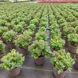 Rockery Plant Collection