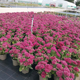 Late Summer Flowers Collection