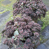 Late Summer Flowers Collection