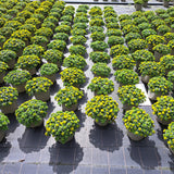 Late Summer Flowers Collection