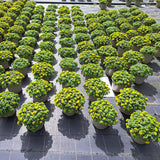 Rockery Plant Collection