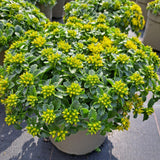 Rockery Plant Collection