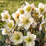 Helleborus HGC® Snow Roses® Collection