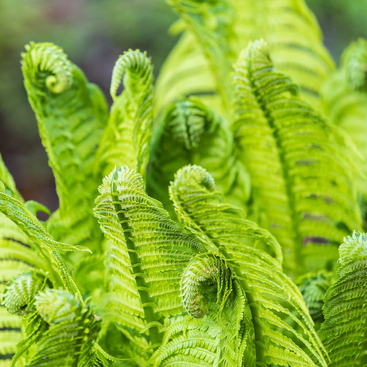 Shuttlecock Fern-(Matteuccia struthiopteris)