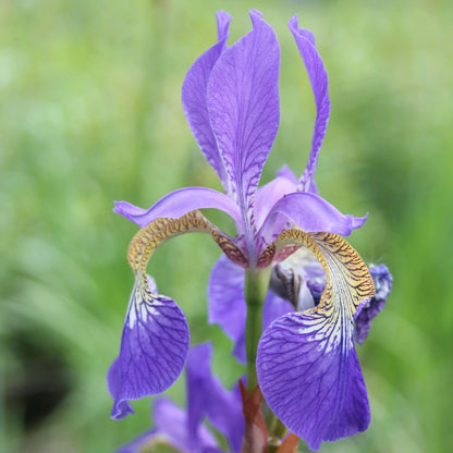 Siberian Flag-(Iris sibirica)