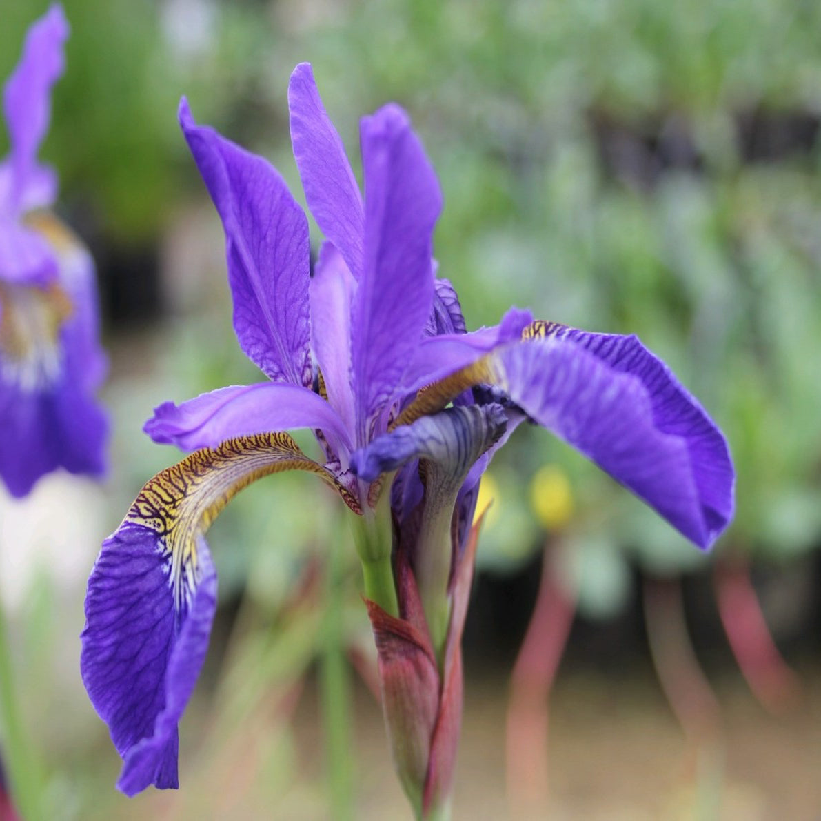 Siberian Flag-(Iris sibirica)