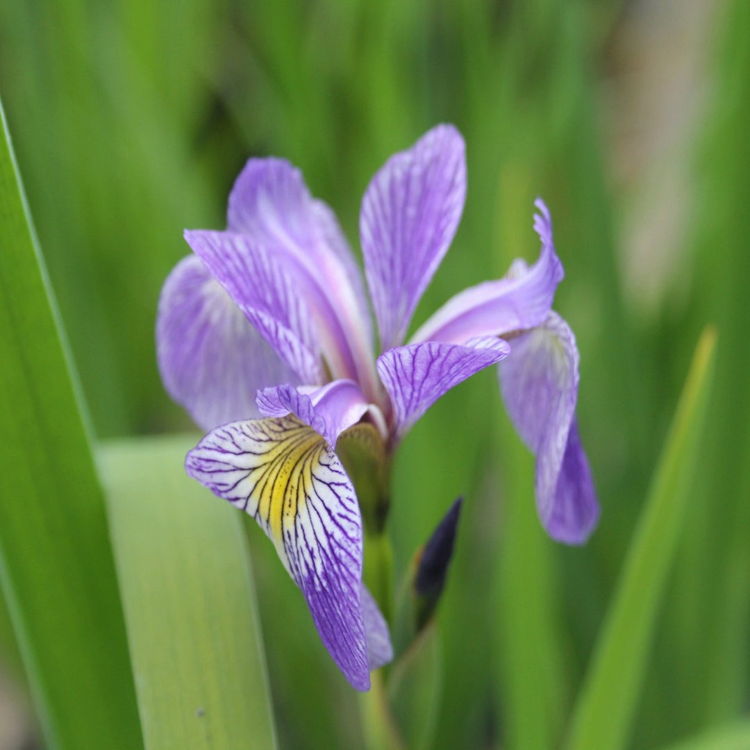 Siberian Flag-(Iris sibirica)
