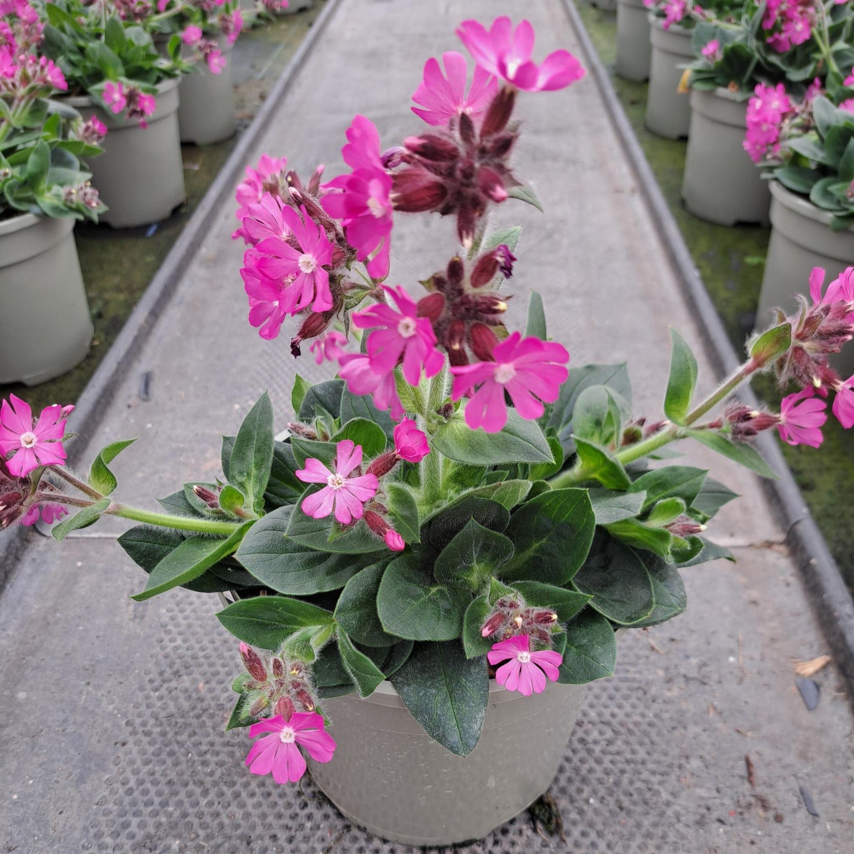 3 litre Silene (Campion) - Pink Flowers - Plants for Ponds