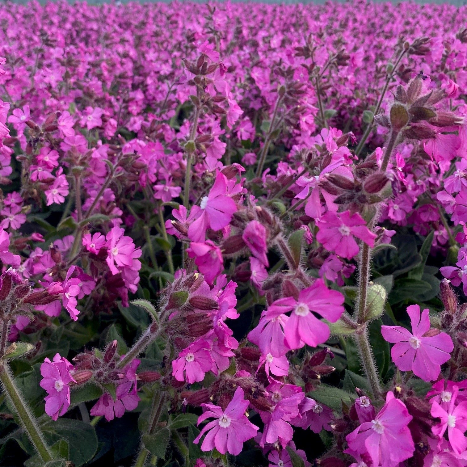 Silene (campion) - Pink Flower - Plants for Ponds