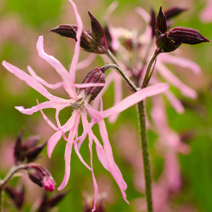 Silene_flos-cuculi_ragged_robin (Lychnis) _ Pink Flower - Plants for Ponds