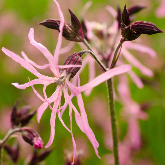 Silene_flos-cuculi_ragged_robin (Lychnis) _ Pink Flower - Plants for Ponds