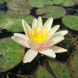 Sioux Waterlily