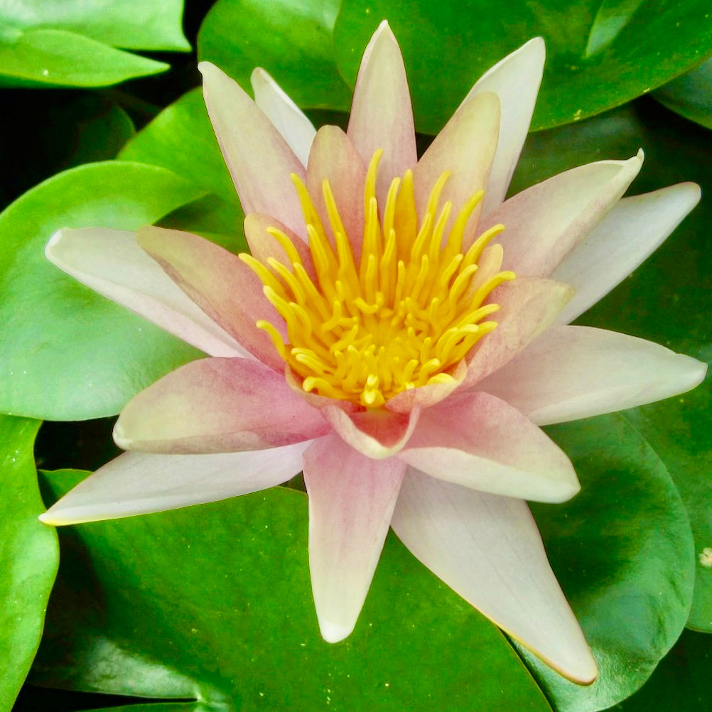 Sioux Waterlily