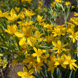Yellow Eyed Grass | Sisyrinchium californicum