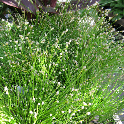 Slender Club Rush | Isolepis cernua