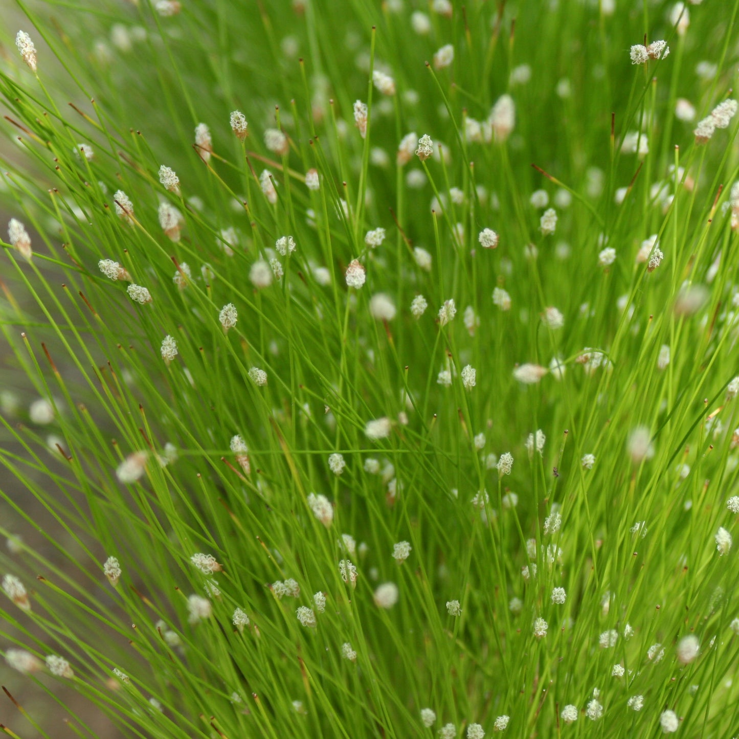 Slender Club Rush | Isolepis cernua