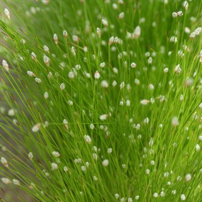 Slender Club Rush | Isolepis cernua