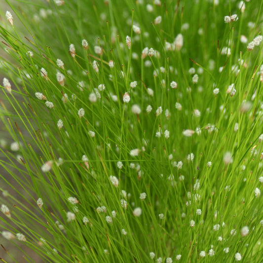 Slender Club Rush | Isolepis cernua