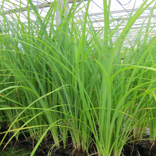 Slender Tufted Sedge-(Carex acuta)