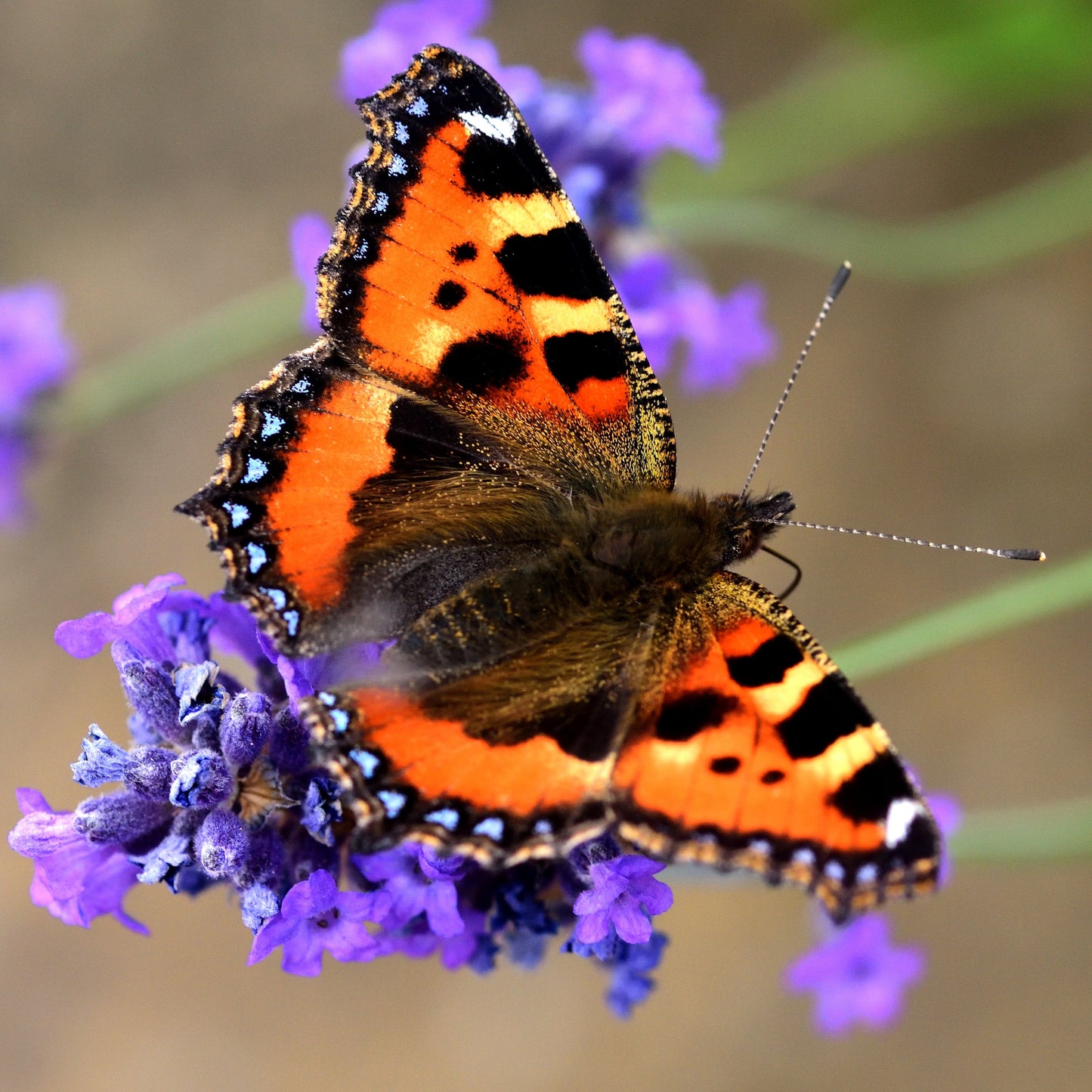 Butterfly on Lavender - Pollinators - Plants for Ponds