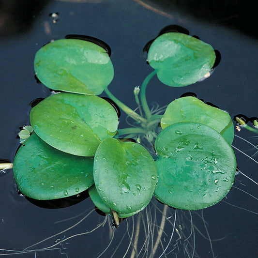 Smooth Frogbit-(Limnobium laevigatum)