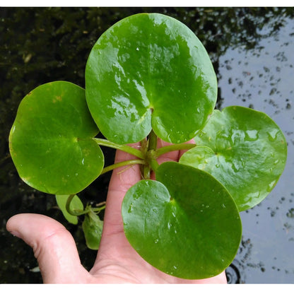 Smooth Frogbit | Limnobium laevigatum