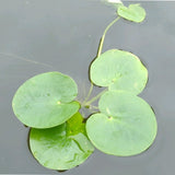 Smooth Frogbit | Limnobium laevigatum
