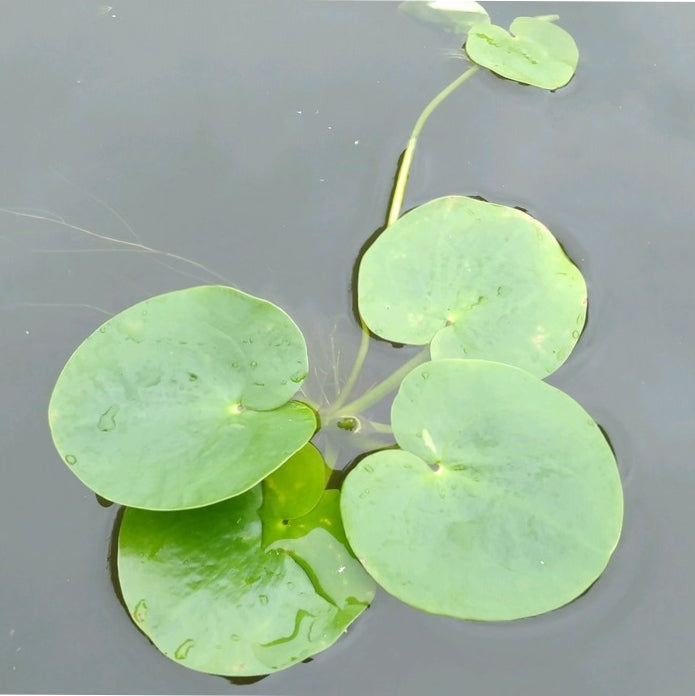 Smooth Frogbit | Limnobium laevigatum