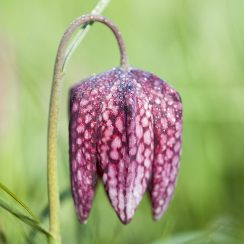 Snakes Head Fritillary | Fritillaria meleagris