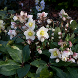 Helleborus HGC® Snow Roses® Collection
