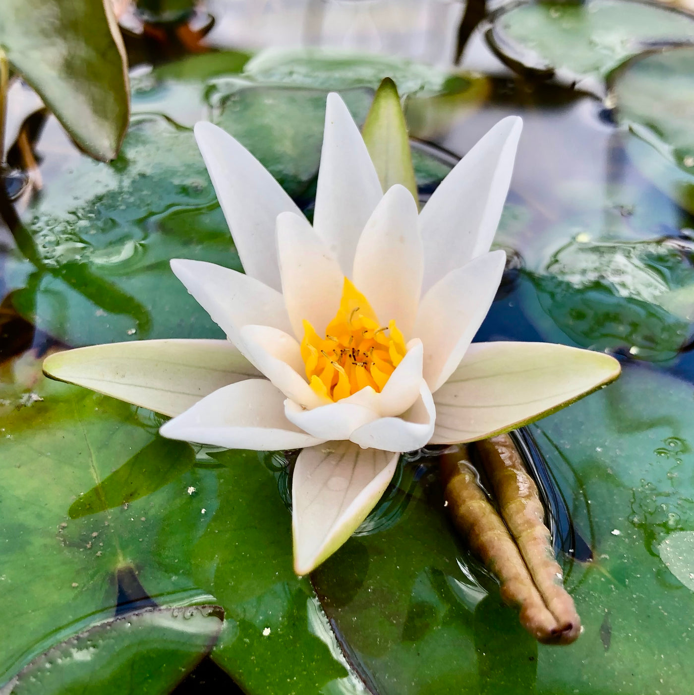 Snow Princess Waterlily