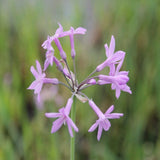 Society Garlic | Tulbaghia violacea