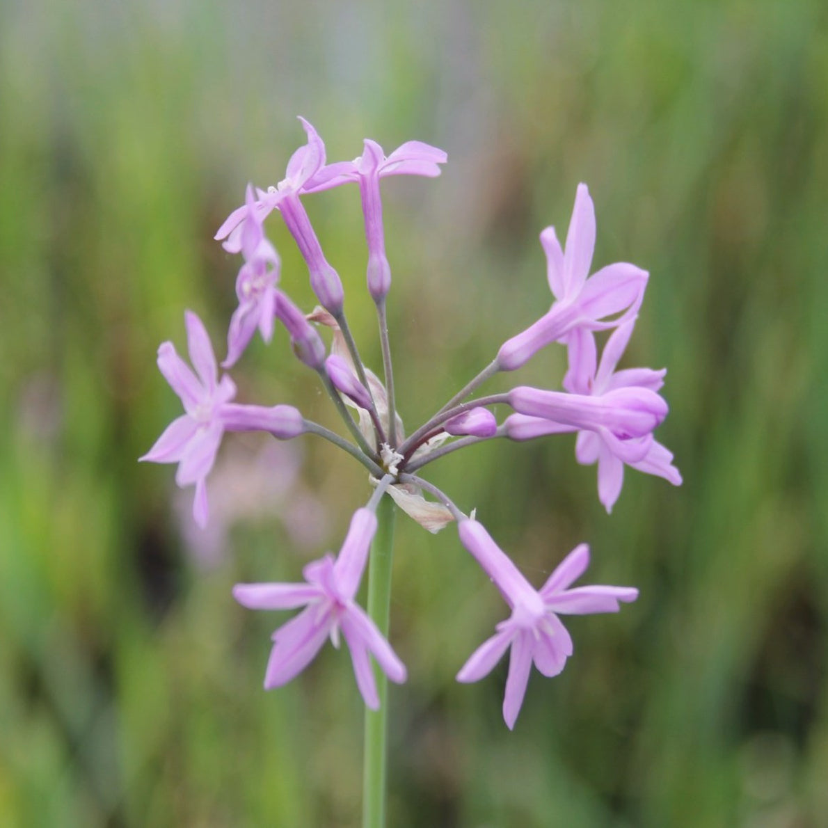 Society Garlic-(Tulbaghia violacea)