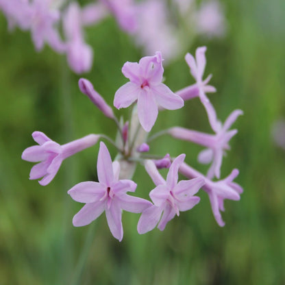 Society Garlic-(Tulbaghia violacea)