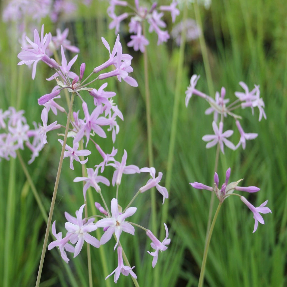 Society Garlic-(Tulbaghia violacea)