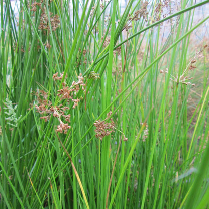 Soft Rush | Juncus effusus