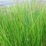 Soft Rush | Juncus effusus