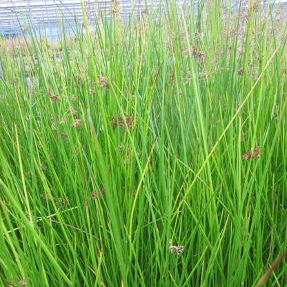 Soft Rush | Juncus effusus