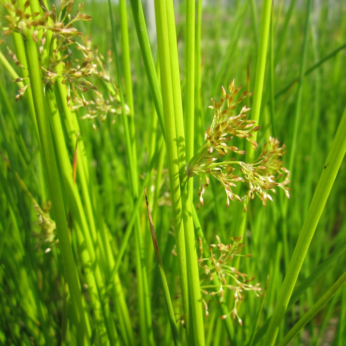 Soft Rush | Juncus effusus