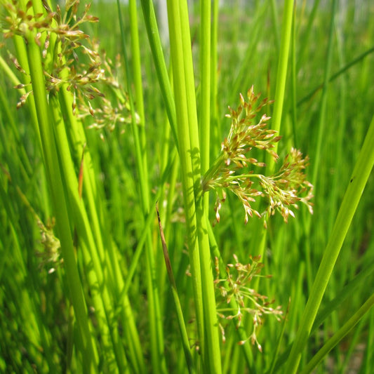 Soft Rush-(Juncus effusus)