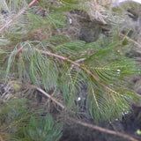 Spiked Water Milfoil | Myriophyllum spicatum
