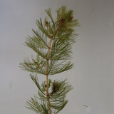 Spiked Water Milfoil | Myriophyllum spicatum