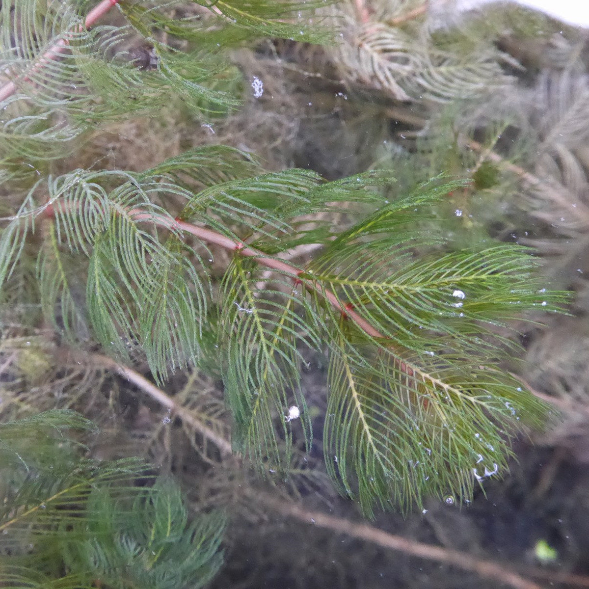 Green aquatic plants with feathery fronds underwater in clear water.