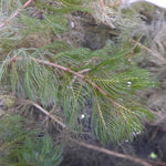 Green aquatic plants with feathery fronds underwater in clear water.