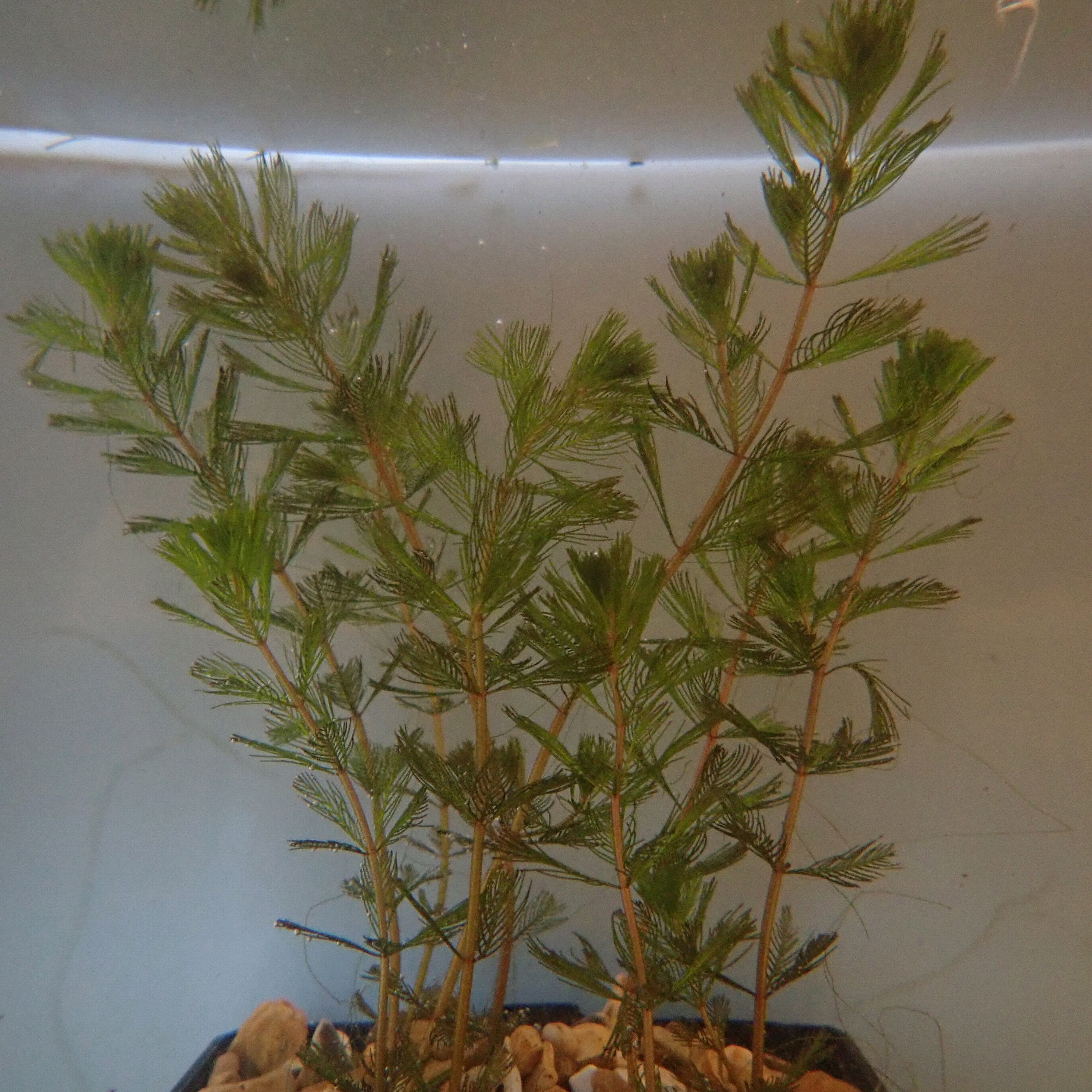 Spiked_Water_Milfoil_Myriophyllum_spicatum_4
