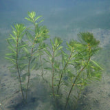 Spiked Water Milfoil | Myriophyllum spicatum