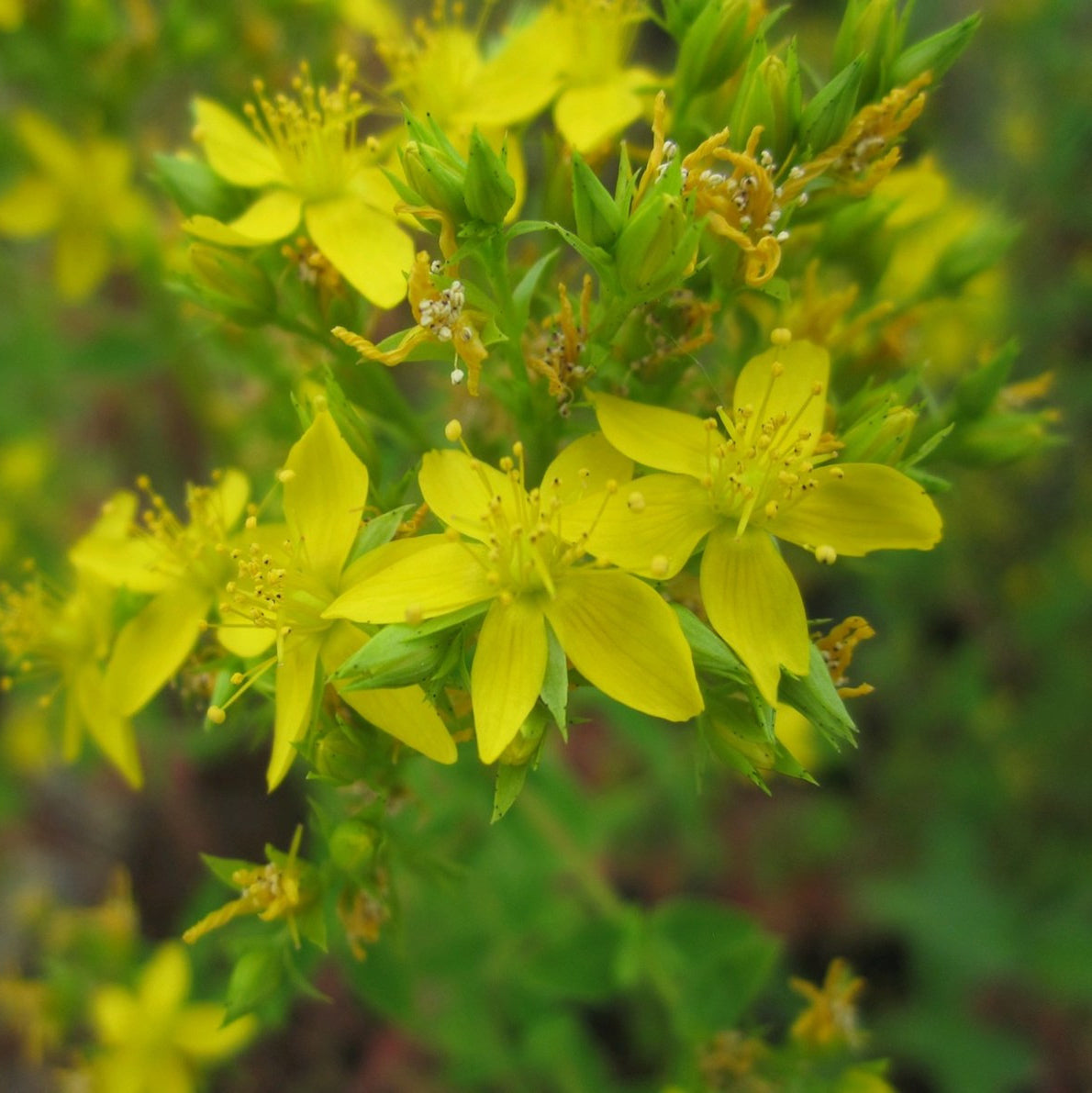 Square stalked St John's Wort-(Hypericum tetrapterum)