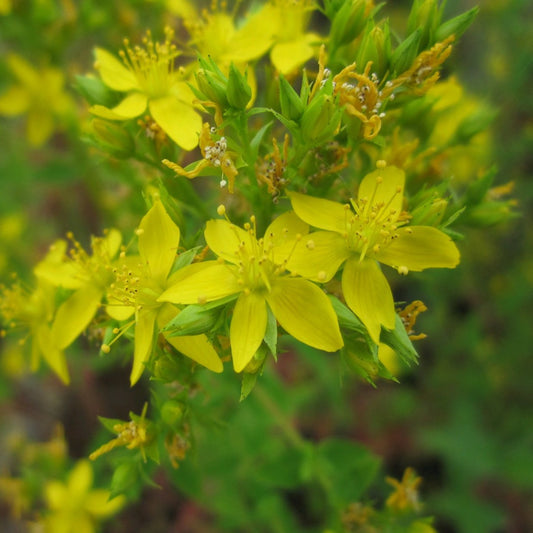 Square stalked St John's Wort | Hypericum tetrapterum