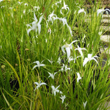Star Grass | Dichromena colorata